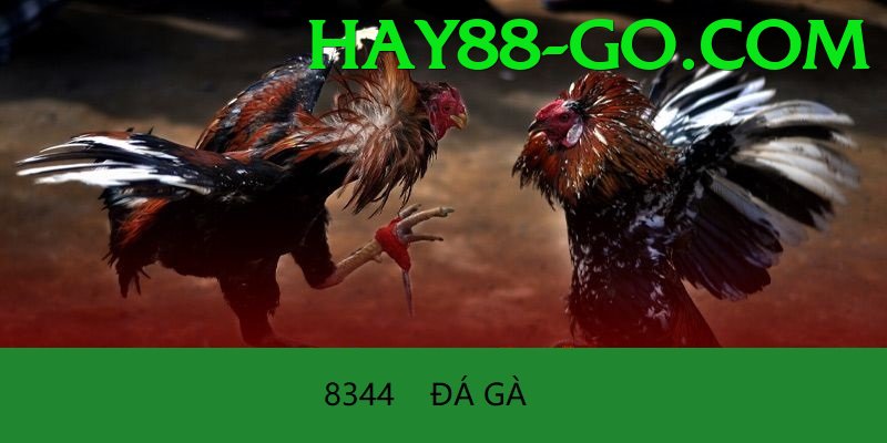 Trường Đấu Đá Gà Chuyên Nghiệp - Điều khoản