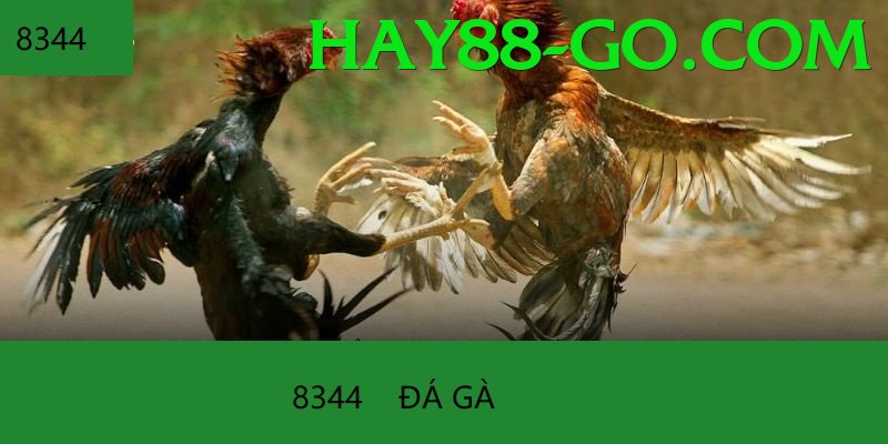 Đá Gà Trực Tiếp - hay88 - Top server